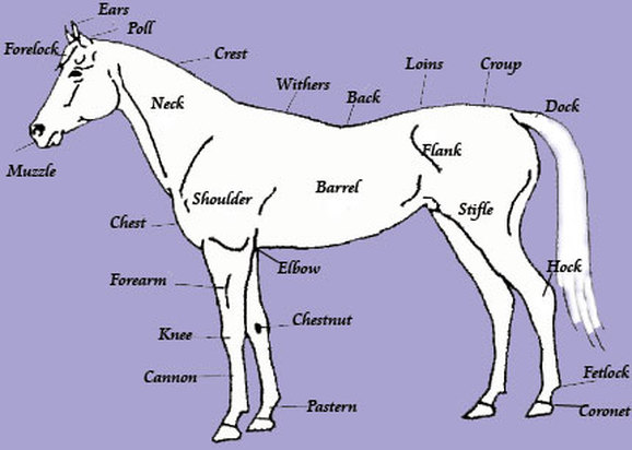 Free Equine Anatomy Chart